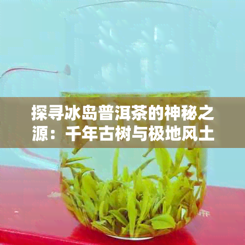 探寻冰岛普洱茶的神秘之源：千年古树与极地风土的结晶