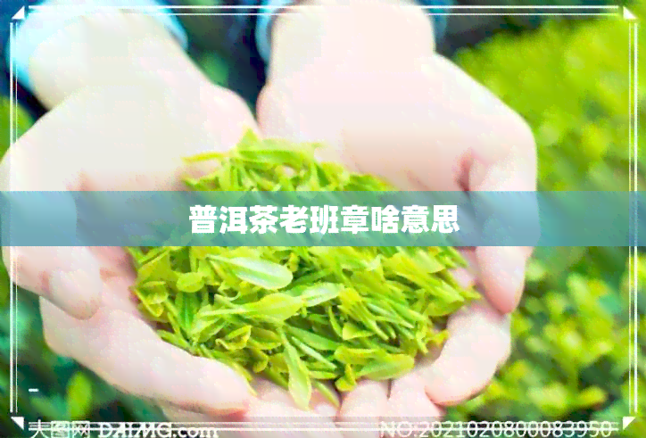 普洱茶老班章啥意思