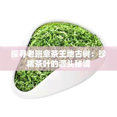 探寻老班章茶王地古树：珍稀茶叶的源头秘境