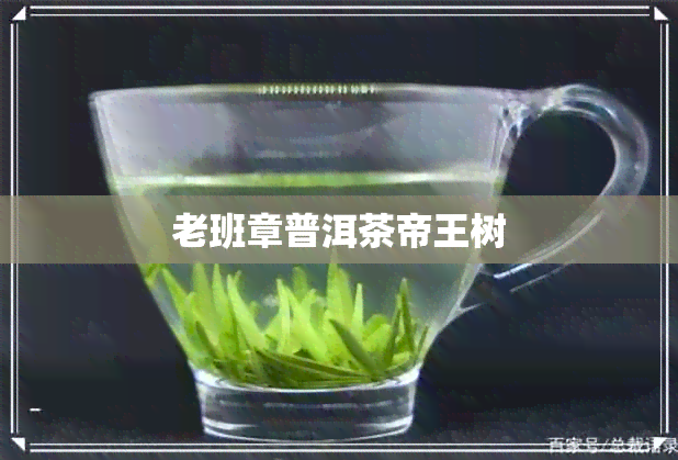 老班章普洱茶帝王树