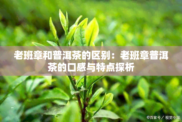 老班章和普洱茶的区别：老班章普洱茶的口感与特点探析