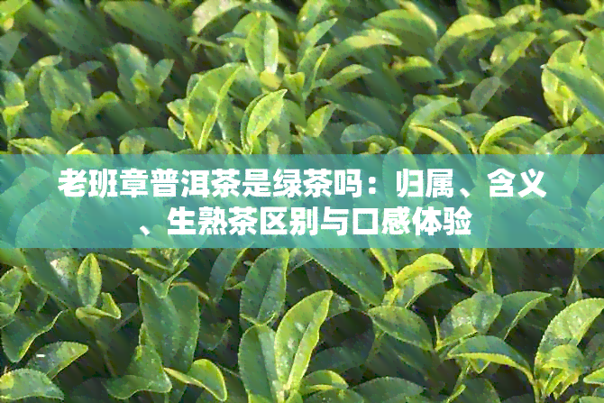 老班章普洱茶是绿茶吗：归属、含义、生熟茶区别与口感体验