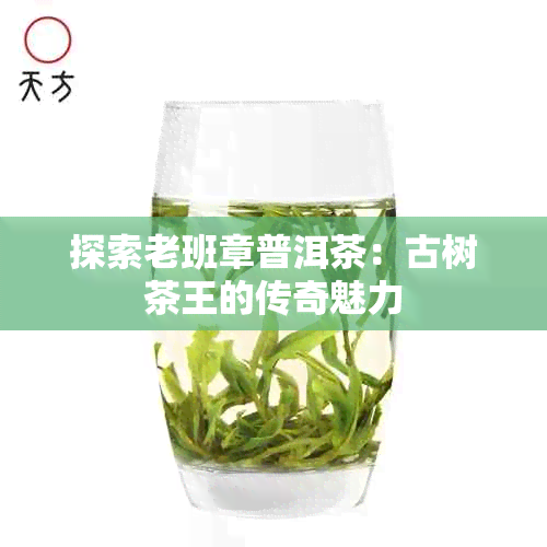 探索老班章普洱茶：古树茶王的传奇魅力