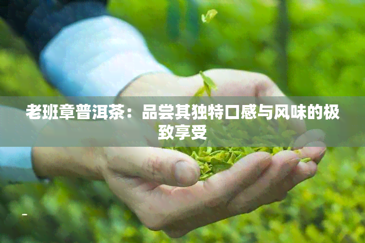 老班章普洱茶：品尝其独特口感与风味的极致享受