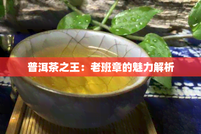 普洱茶之王：老班章的魅力解析