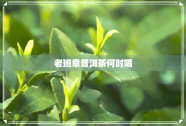 老班章普洱茶何时喝