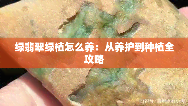 绿翡翠绿植怎么养：从养护到种植全攻略