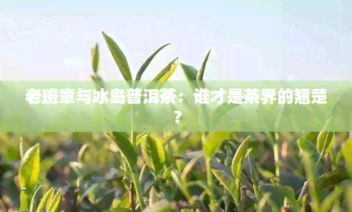 老班章与冰岛普洱茶：谁才是茶界的翘楚？