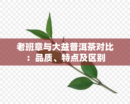 老班章与大益普洱茶对比：品质、特点及区别