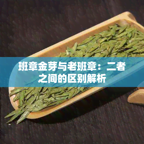 班章金芽与老班章：二者之间的区别解析