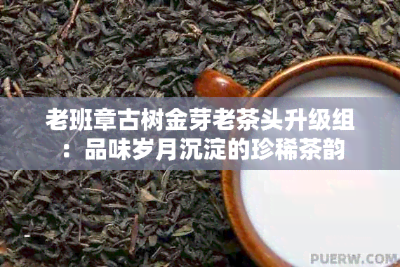 老班章古树金芽老茶头升级组：品味岁月沉淀的珍稀茶韵