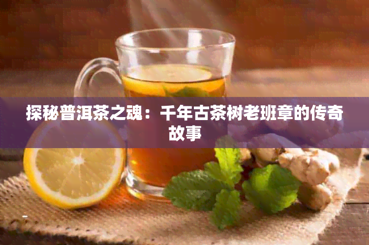 探秘普洱茶之魂：千年古茶树老班章的传奇故事