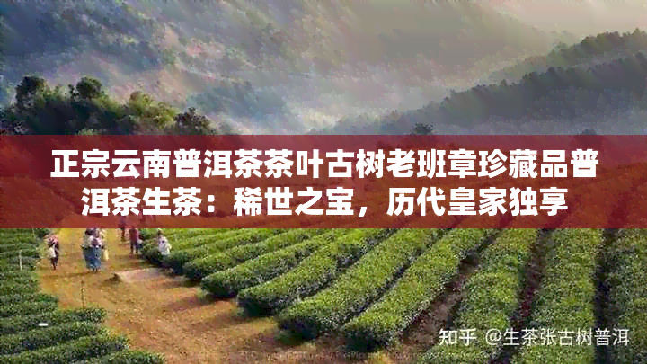 正宗云南普洱茶茶叶古树老班章珍藏品普洱茶生茶：稀世之宝，历代皇家独享