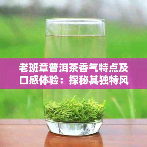 老班章普洱茶香气特点及口感体验：探秘其独特风味与饮用愉悦