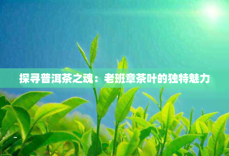 探寻普洱茶之魂：老班章茶叶的独特魅力