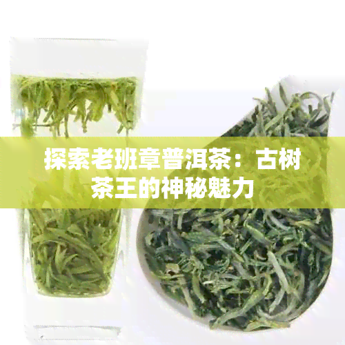 探索老班章普洱茶：古树茶王的神秘魅力