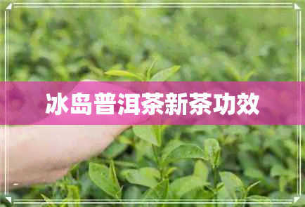 冰岛普洱茶新茶功效