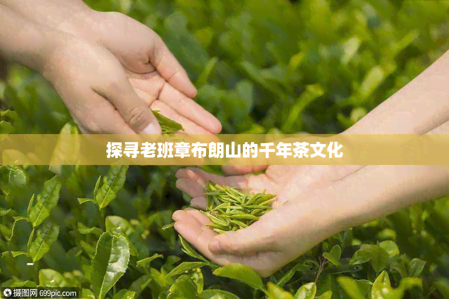 探寻老班章布朗山的千年茶文化