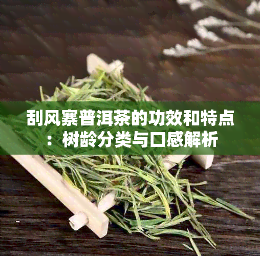 刮风寨普洱茶的功效和特点：树龄分类与口感解析