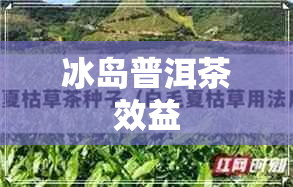 冰岛普洱茶效益