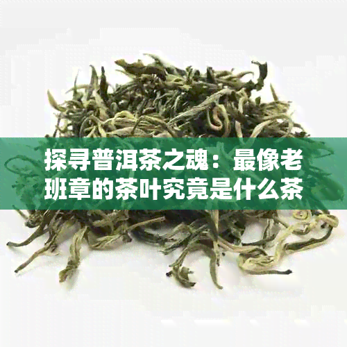 探寻普洱茶之魂：最像老班章的茶叶究竟是什么茶？