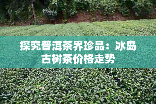 探究普洱茶界珍品：冰岛古树茶价格走势