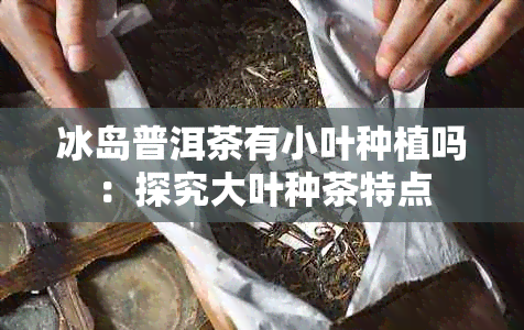 冰岛普洱茶有小叶种植吗：探究大叶种茶特点