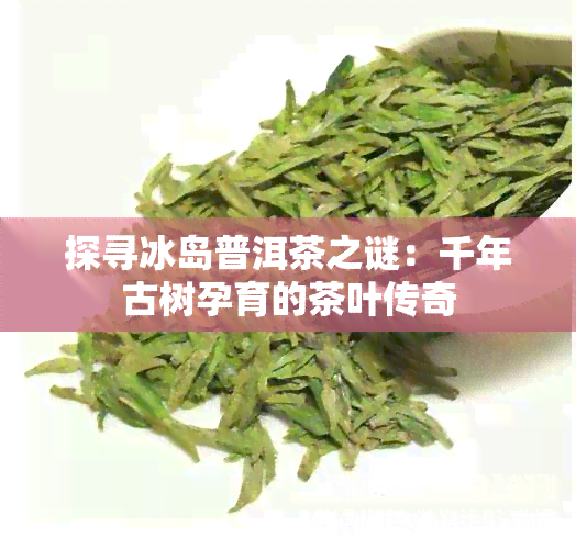 探寻冰岛普洱茶之谜：千年古树孕育的茶叶传奇