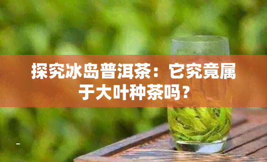 探究冰岛普洱茶：它究竟属于大叶种茶吗？