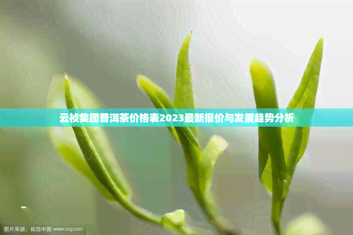 云祯集团普洱茶价格表2023最新报价与发展趋势分析