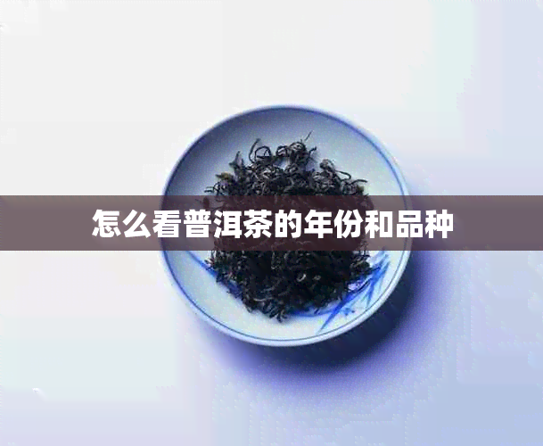 怎么看普洱茶的年份和品种