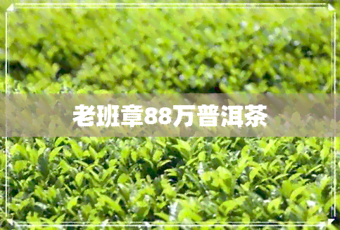 老班章88万普洱茶