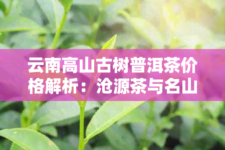 云南高山古树普洱茶价格解析：沧源茶与名山古树十年价值