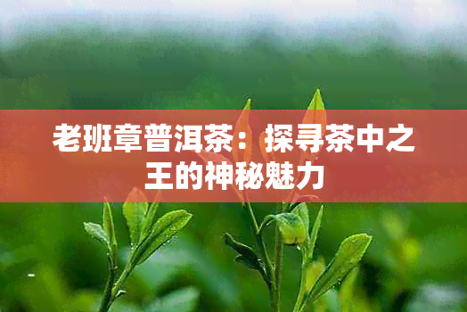 老班章普洱茶：探寻茶中之王的神秘魅力