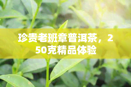 珍贵老班章普洱茶，250克精品体验