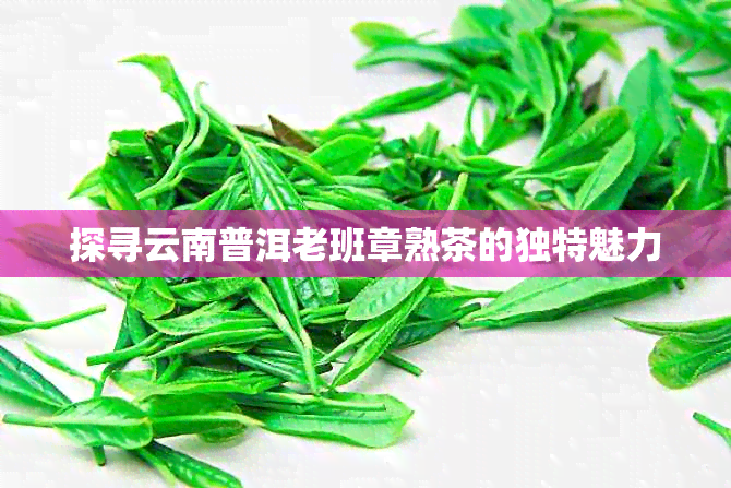 探寻云南普洱老班章熟茶的独特魅力