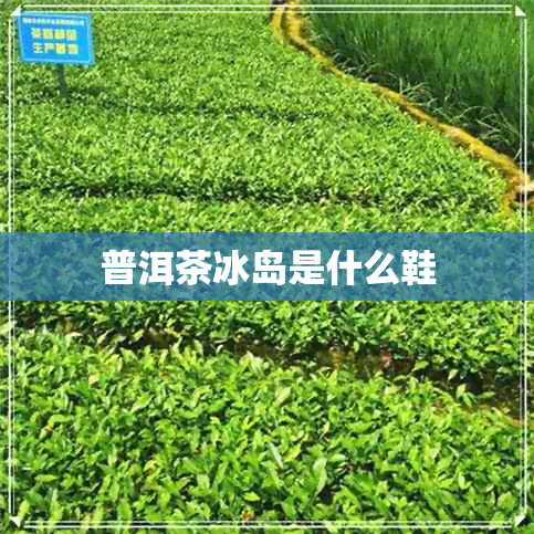 普洱茶冰岛是什么鞋