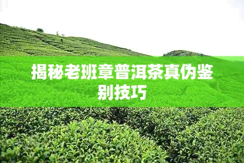 揭秘老班章普洱茶真伪鉴别技巧