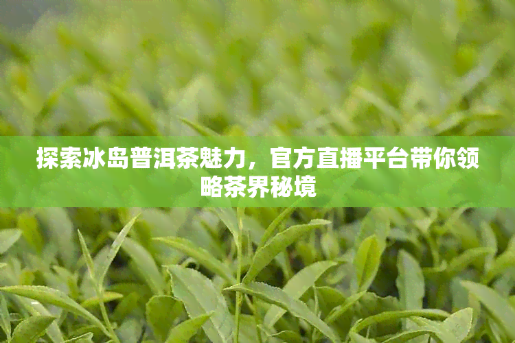 探索冰岛普洱茶魅力，官方直播平台带你领略茶界秘境