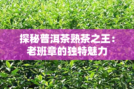 探秘普洱茶熟茶之王：老班章的独特魅力