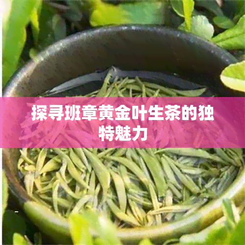 探寻班章黄金叶生茶的独特魅力