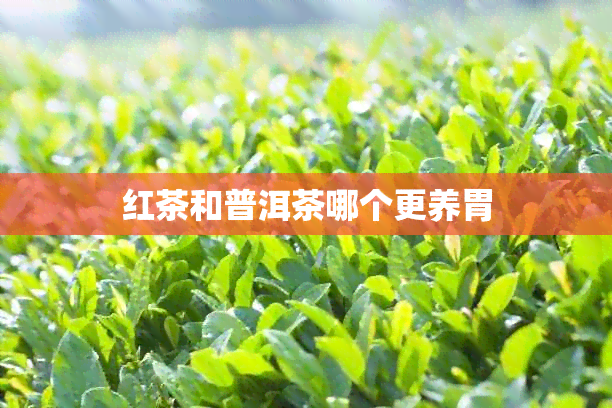 红茶和普洱茶哪个更养胃