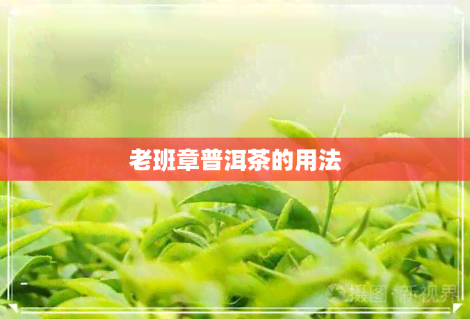 老班章普洱茶的用法