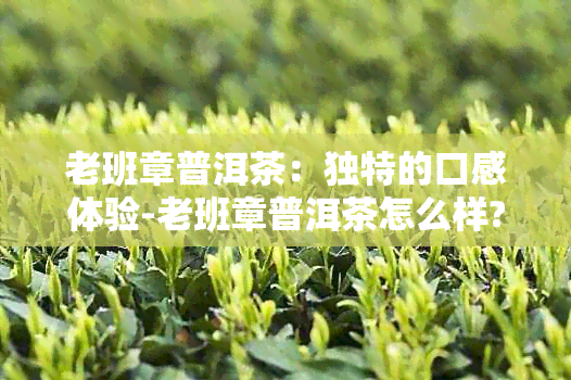 老班章普洱茶：独特的口感体验-老班章普洱茶怎么样?