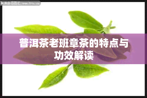 普洱茶老班章茶的特点与功效解读