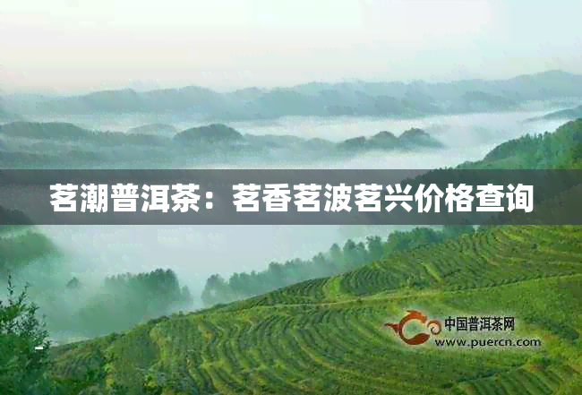 茗潮普洱茶：茗香茗波茗兴价格查询