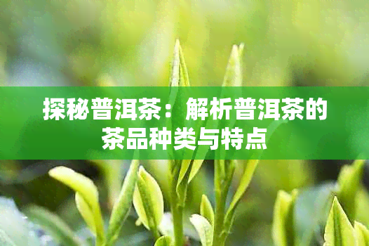 探秘普洱茶：解析普洱茶的茶品种类与特点