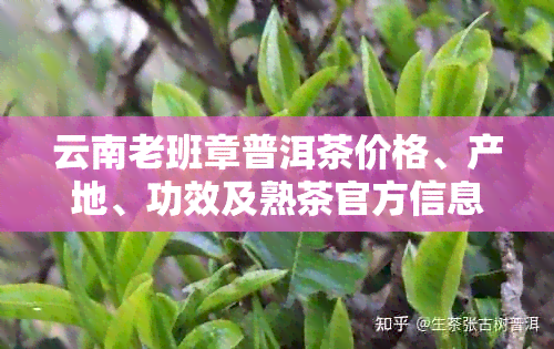 云南老班章普洱茶价格、产地、功效及熟茶官方信息