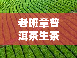 老班章普洱茶生茶价格解析：一饼究竟多少钱？