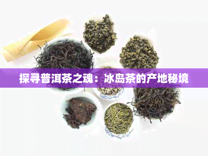 探寻普洱茶之魂：冰岛茶的产地秘境